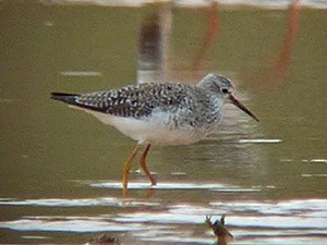 Vagrant Lesser Yellowlegs - Tringa flavipes © John Muddeman